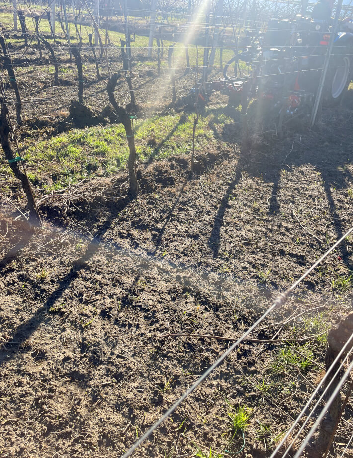 XRH - Nachhaltig wirksam: Die Rollhacke ist besonders wirksam bei sonnigem Wetter, da die herausgerissenen Pflänzchen schnell austrocknen und keine Chance haben, erneut anzuwachsen.